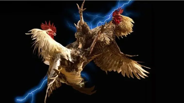 Đá Gà 666VN Trải Nghiệm Kịch Tính Nhất Cho Anh Em Cược Thủ