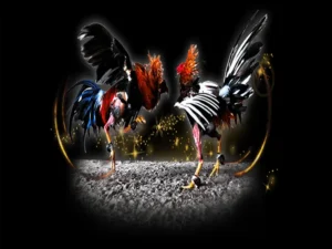 Cách Chơi Đá Gà Sabong Tại 666VN Đỉnh Cao Từ Philippines