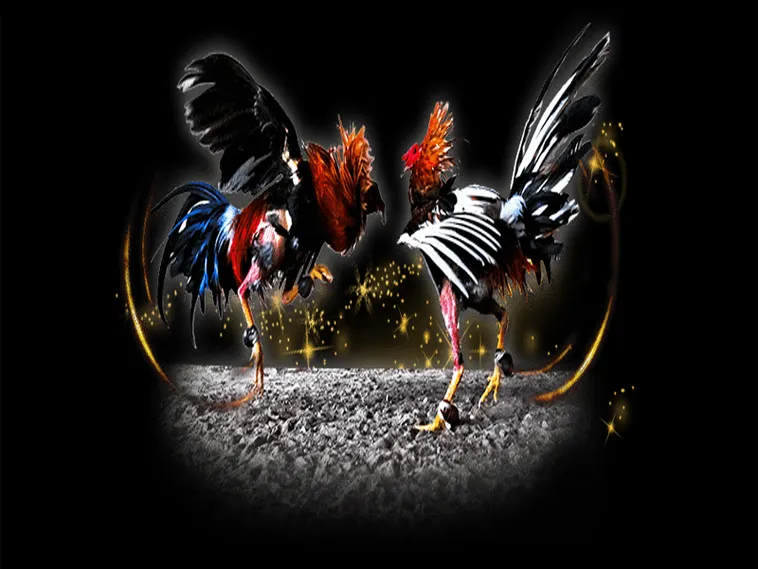 Cách Chơi Đá Gà Sabong Tại 666VN Đỉnh Cao Từ Philippines 1 Cách Chơi Đá Gà Sabong Tại 666VN Đỉnh Cao Từ Philippines