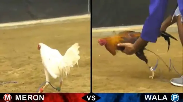 Cách Chơi Đá Gà Sabong Tại 666VN Đỉnh Cao Từ Philippines 2 Cách Chơi Đá Gà Sabong Tại 666VN Đỉnh Cao Từ Philippines